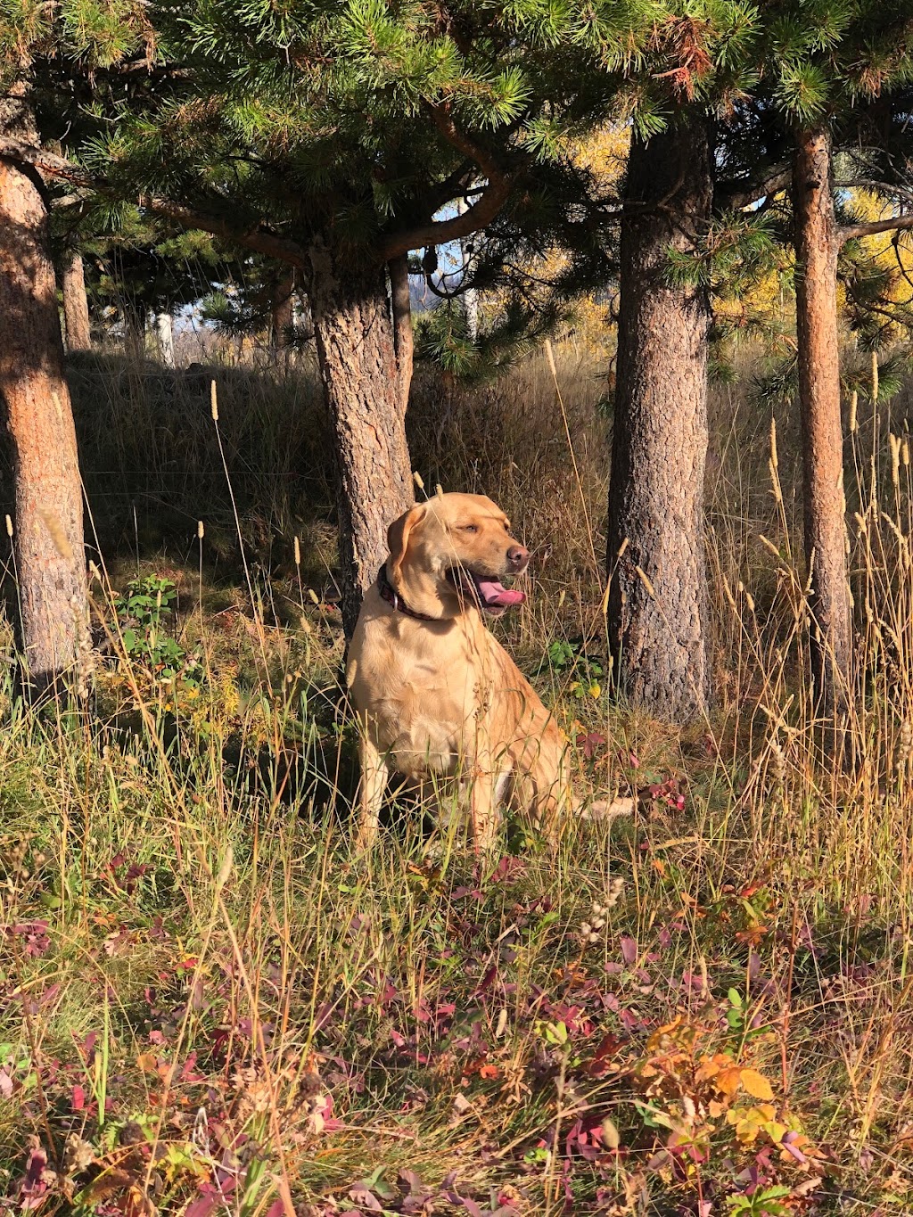 Tranquille Creek Labradors and Doodles | 10063 Tranquille-Criss Creek Road, Kamloops, BC V0K 2J0, Canada | Phone: (604) 996-4751