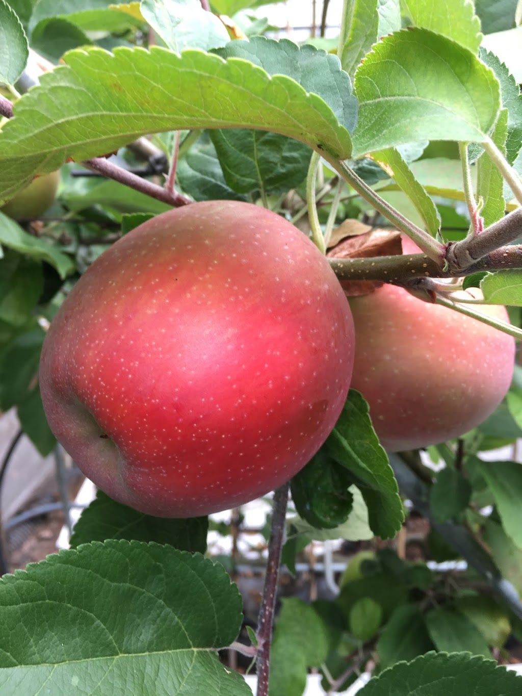 Fruit Trees and More | 724 Wain Rd, North Saanich, BC V8L 5N8, Canada | Phone: (250) 656-4269