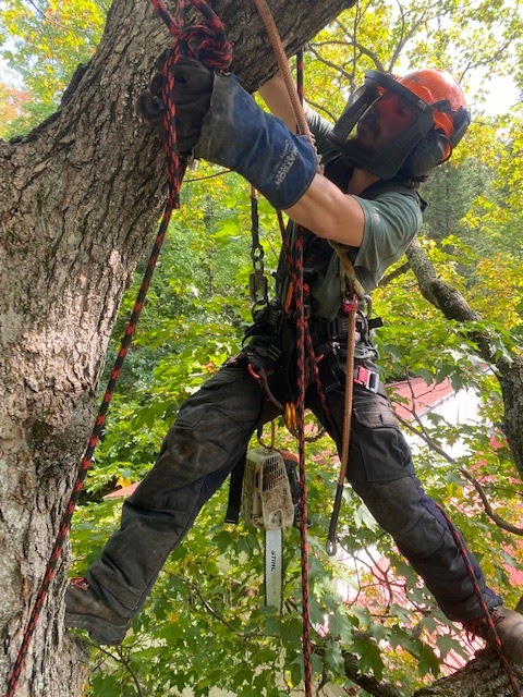 Les Arboristes Grimpeurs | Rue Mazur, Rawdon, QC J0K 1S0, Canada | Phone: (450) 833-1998