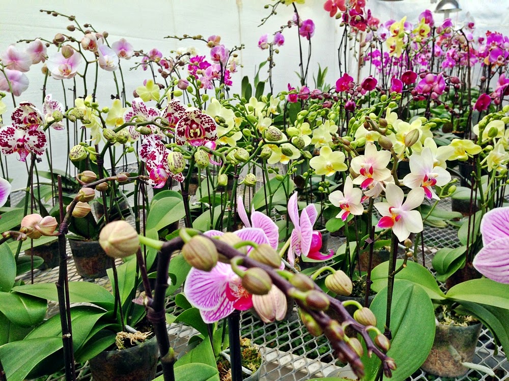 Ever Spring Orchids | 2868 Pipeline Rd, West Saint Paul, MB R4A 7A8, Canada | Phone: (204) 338-2340