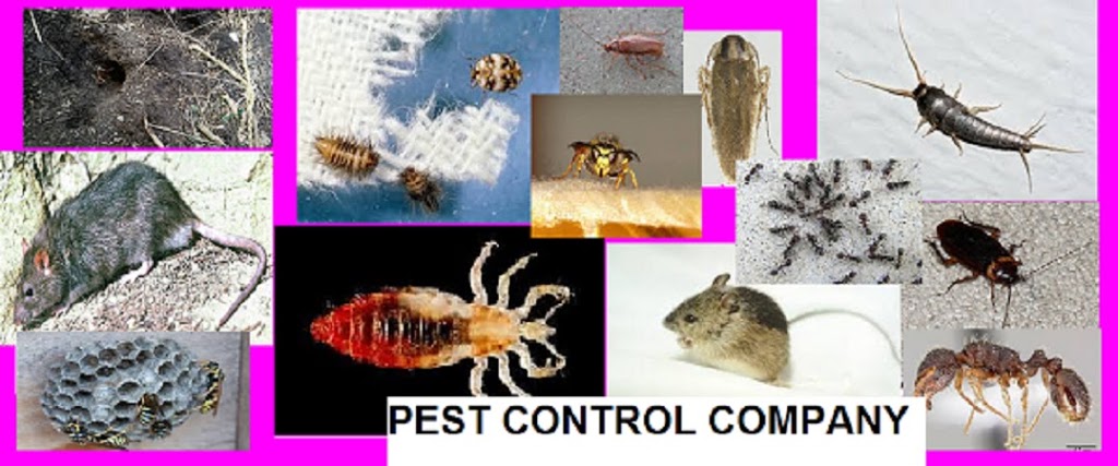 Pest Control Company GTA | 106 Richwood Cres, Brampton, ON L6X 4K7, Canada | Phone: (647) 567-7378