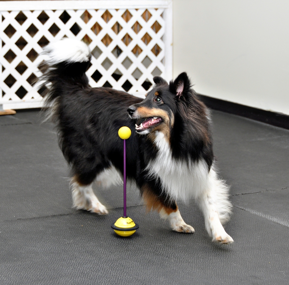 Carolark The Canine Learning Centre | 5933 Hazeldean Rd, Stittsville, ON K2S 1B9, Canada | Phone: (613) 591-3277