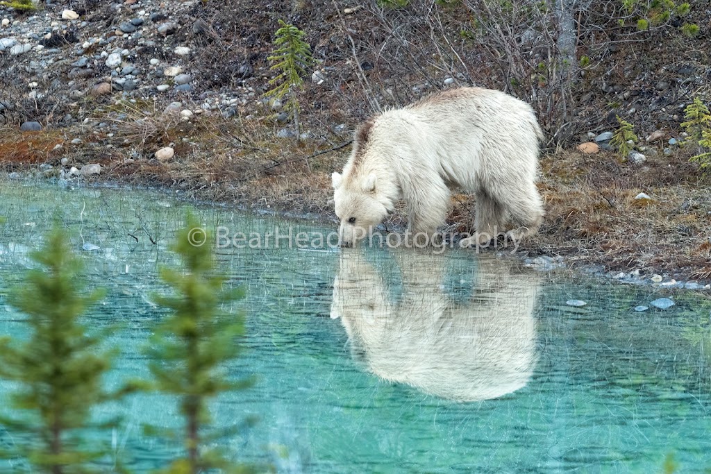 BearHead Photography Gallery-Banff | 201 Lynx St, Banff, AB T1L 1K5, Canada | Phone: (403) 493-9611