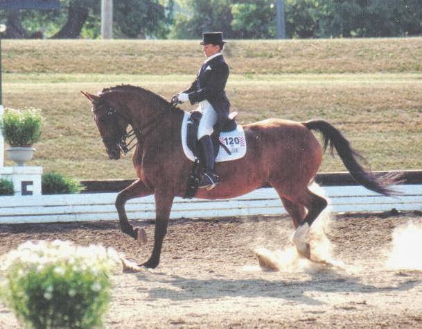 Whitchurch Riding Academy | 19480 McCowan Rd, Mount Albert, ON L0G 1M0, Canada | Phone: (905) 473-5260