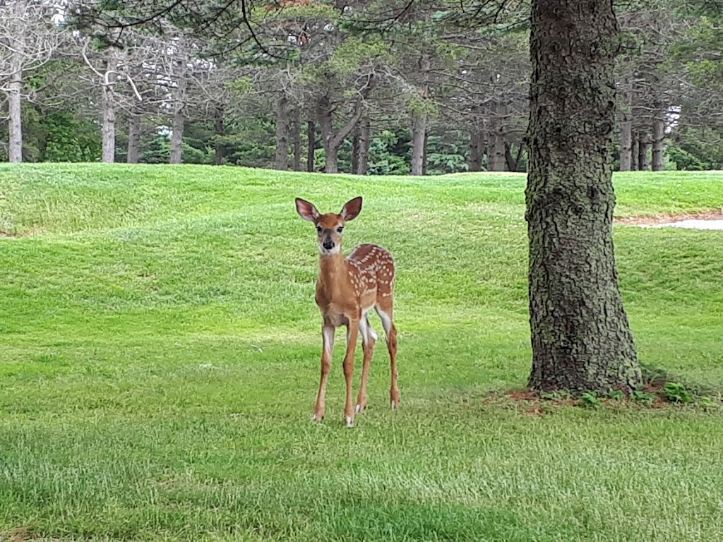 Truro Golf & Country Club | 86 Golf St, Truro, NS B2N 5C7, Canada | Phone: (902) 893-4650