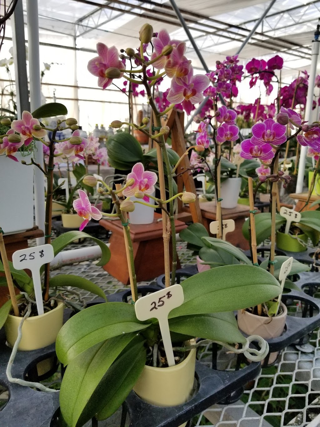 Le Paradis des Orchidées | 1280 Montée Champagne, Laval, QC H7X 3Z8, Canada | Phone: (450) 653-9590