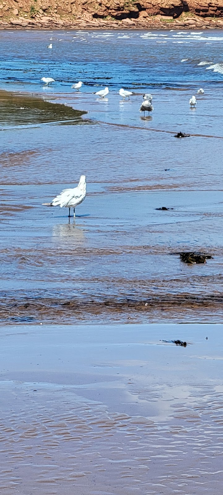 North Rustico Beach, Prince Edward Island National Park | 80 Gulf Shr Pkwy W, North Rustico, PE C0A 1X0, Canada | Phone: (902) 672-6350