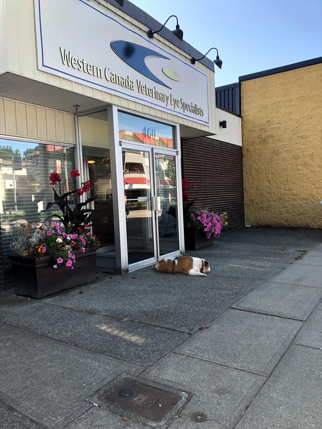 Western Canada Veterinary Eye Specialists | 460 E Columbia St, New Westminster, BC V3L 3X5, Canada | Phone: (604) 549-4944