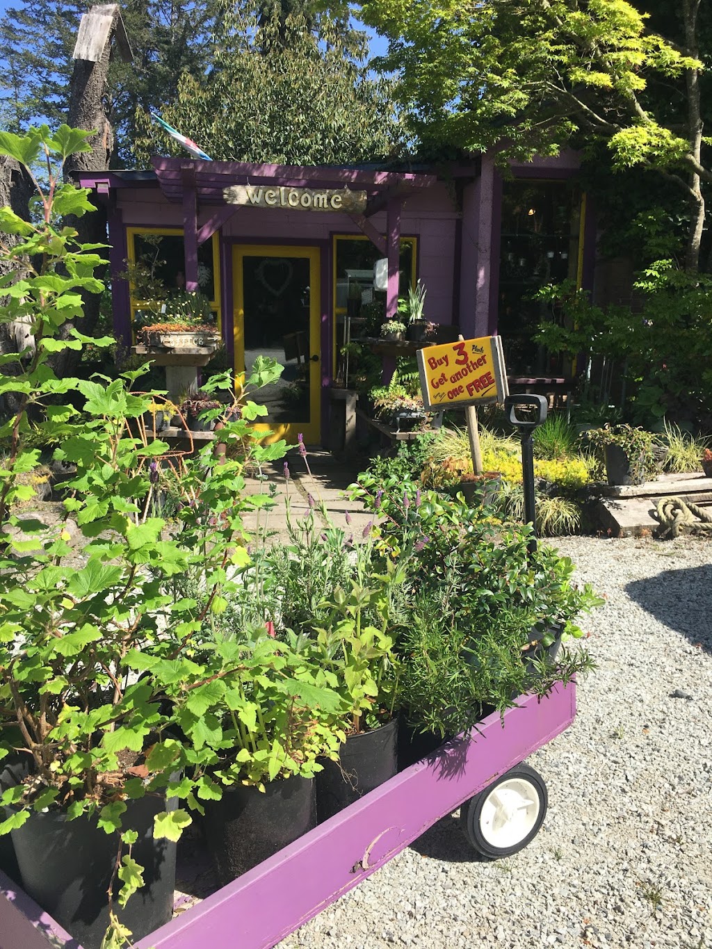 Garden Faire Gallery Nursery & Campground | 305 Rainbow Rd, Salt Spring Island, BC V8K 2M3, Canada | Phone: (250) 537-4346