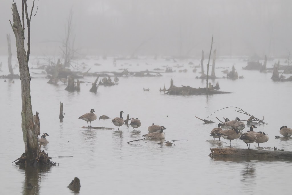 Laurentian Wetlands | 20 David Bergey Dr, Kitchener, ON N2E 4H7, Canada