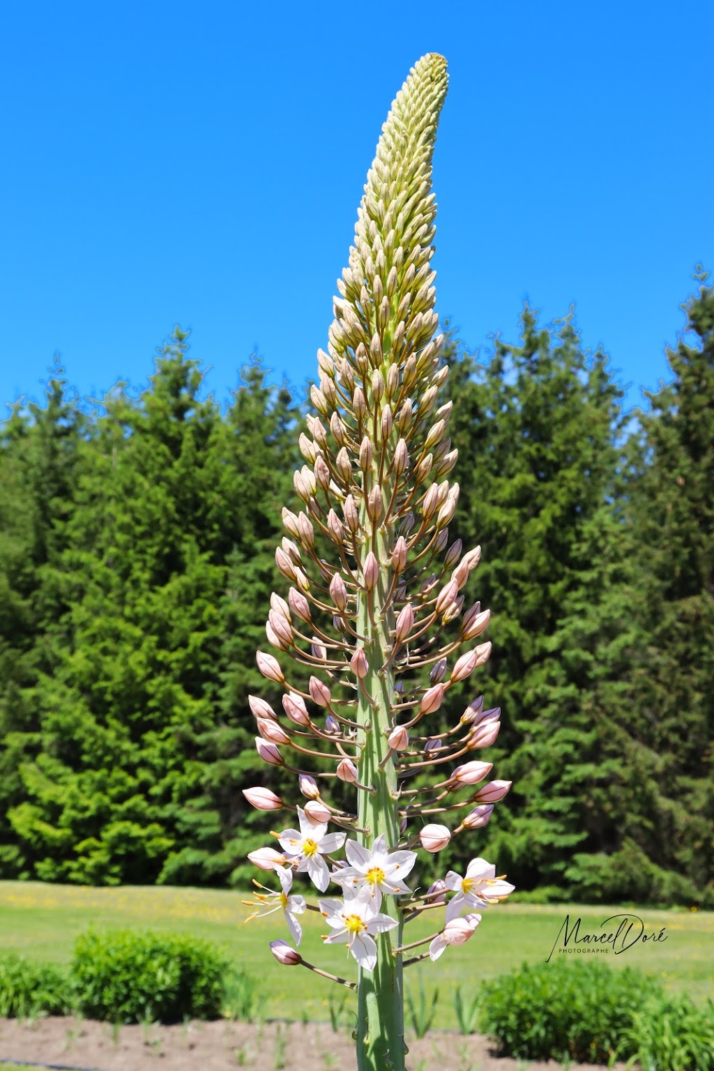 Les Jardins de Gisèle | 1173 2e rang de Saint-Roch, Saint-Roch-des-Aulnaies, QC G0R 4E0, Canada | Phone: (418) 354-2383