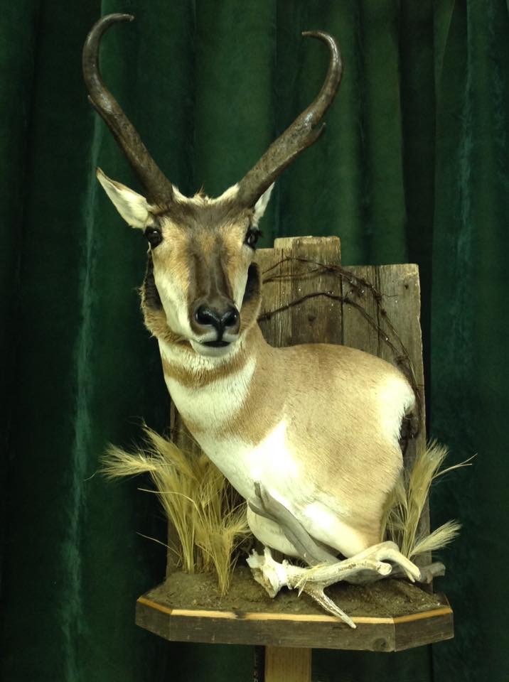 Free Spirit Taxidermy | 5112 50 St, Ponoka, AB T4J 1S3, Canada | Phone: (403) 934-8140