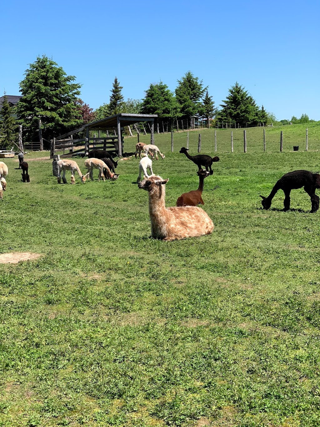 DL Farms Alpaca (registered Alpaca and Products) | RR1, 542 Amberley Rd, Lucknow, ON N0G 2H0, Canada | Phone: (519) 528-2406