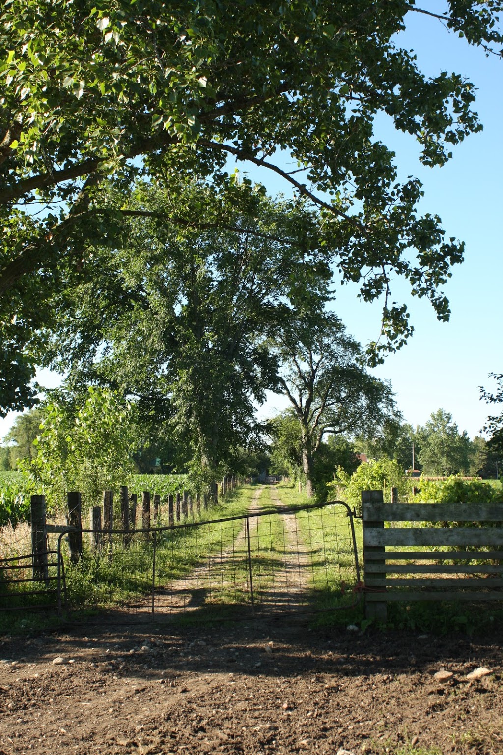 Faul Farms | 1180 Wrigley Rd, Ayr, ON N0B 1E0, Canada | Phone: (519) 632-7678