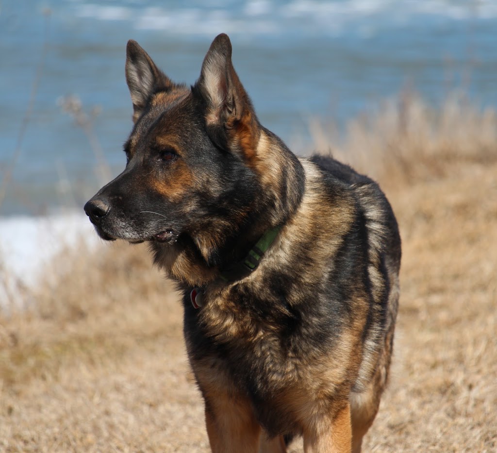 Wild Winds German Shepherds | 7489 1 Line RR #3, Arthur, ON N0G 1A0, Canada | Phone: (519) 831-8383