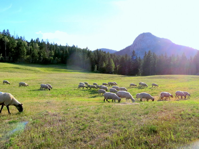 Freith Farm | Hale-Vinnie Rd, Pinantan Lake, BC V0E 3E1, Canada | Phone: (250) 573-2362