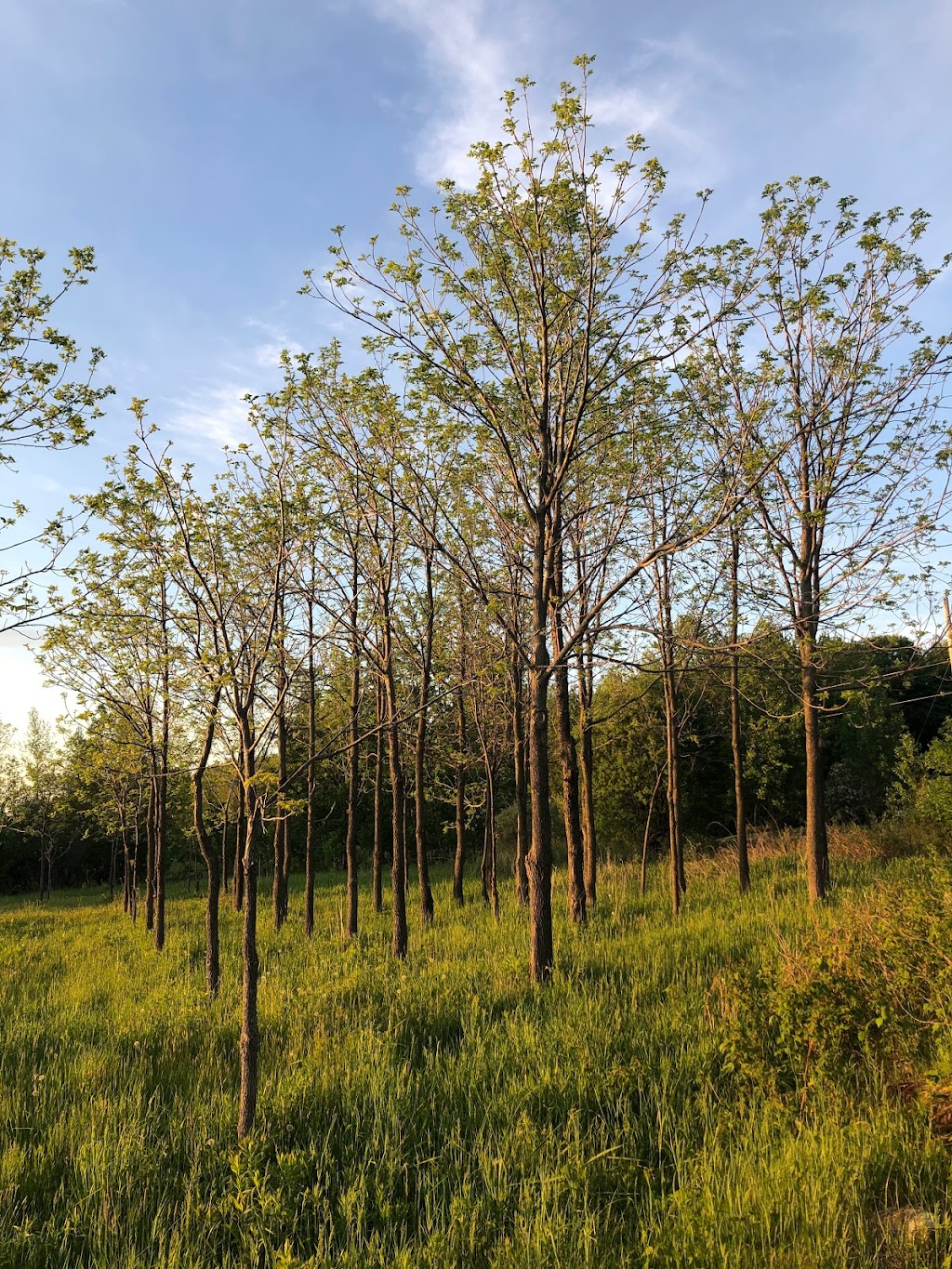 Ferme Le Petit Bûcheron | 95 Nord, Shefford, QC J2M 1H3, Canada | Phone: (514) 400-3957