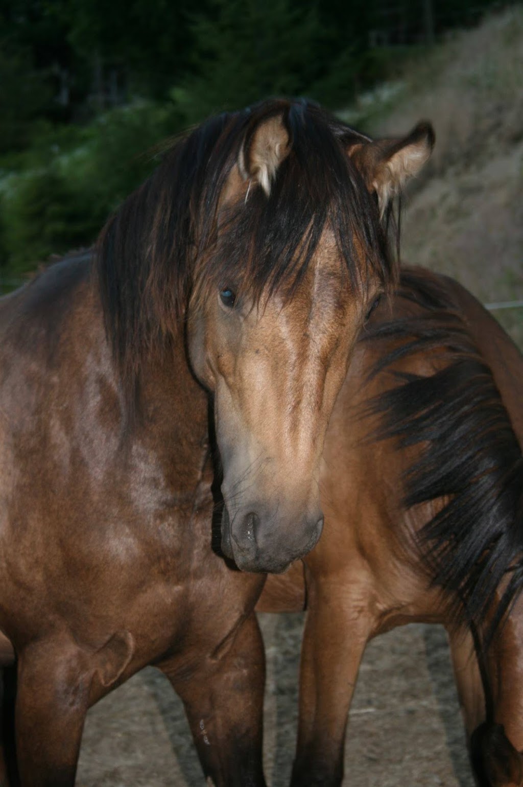 Freedoms Gate Equine Rescue Society | 4730 44 Ave NW, Salmon Arm, BC V1E 3A7, Canada | Phone: (250) 515-1056