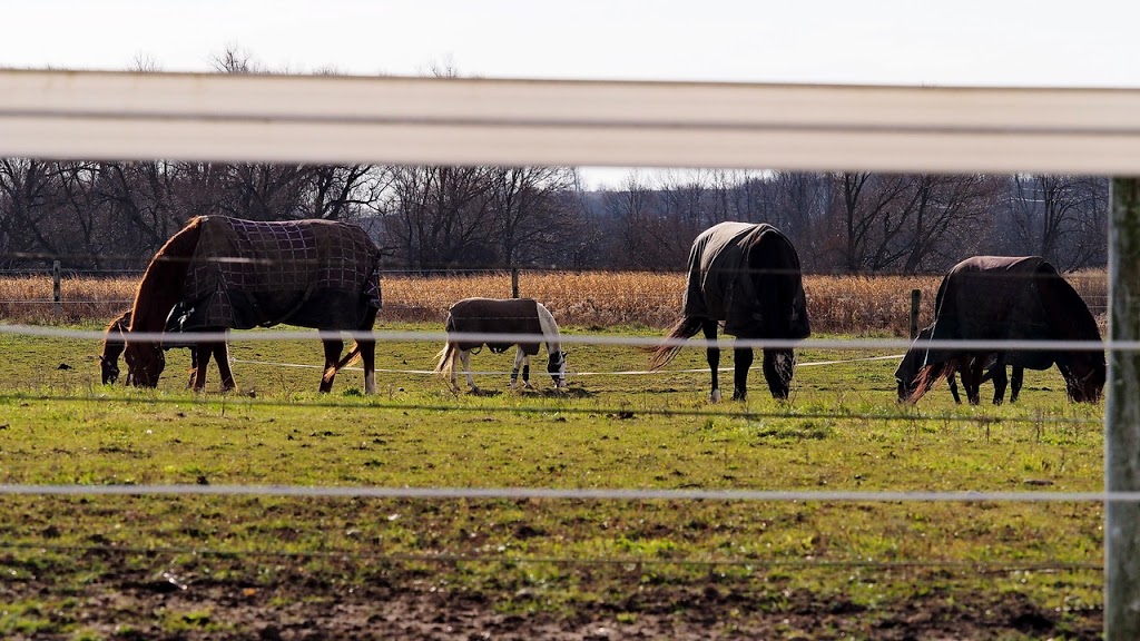 Absolute Equestrian Centre | 2077 Bloor St, Bowmanville, ON L1C 0Z9, Canada | Phone: (905) 626-7026