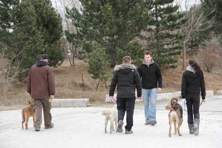 Niagara Dog Training | 32 Lakeshore Rd, St. Catharines, ON L2N 2S9, Canada | Phone: (289) 401-8884