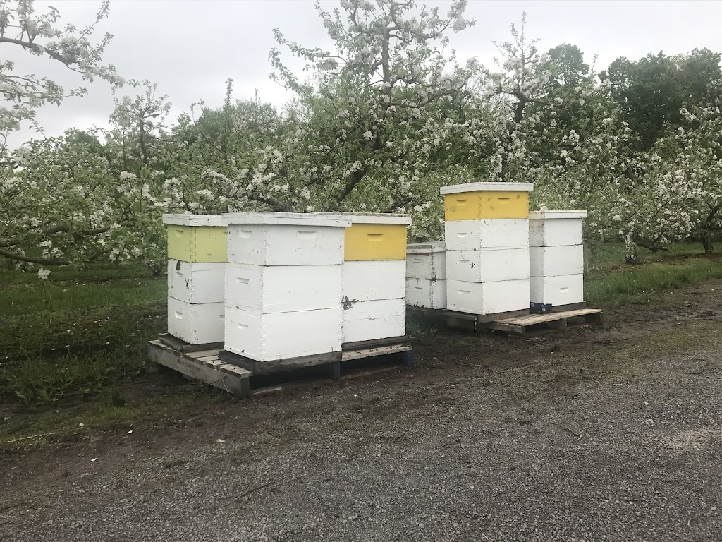 Ontario Honey Company | 1614 River Rd, Napanee, ON K7R 3K8, Canada | Phone: (613) 328-3511