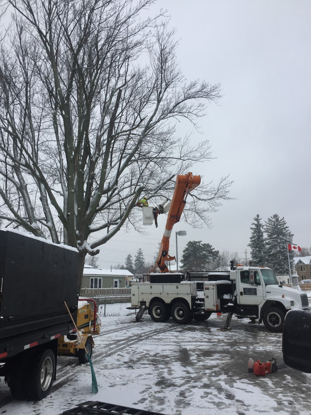 Grover Bros Tree Care | 687377 Oxford 2, Princeton, ON N0J 1V0, Canada | Phone: (519) 757-7166