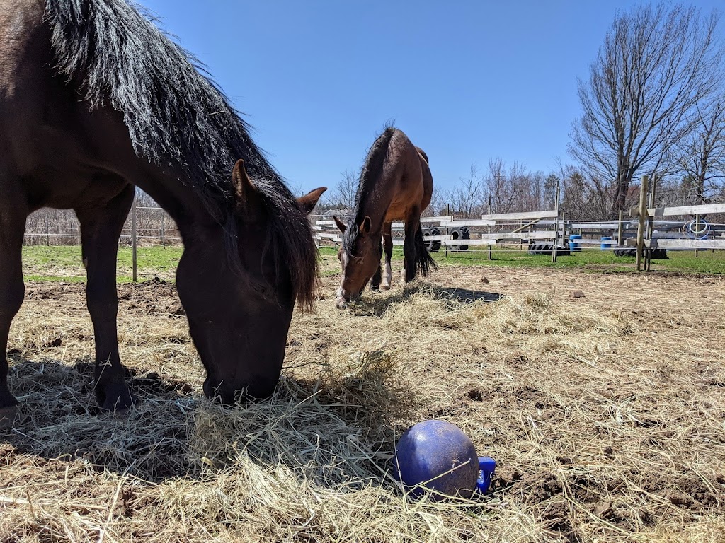 Talking Horse | 1804 Hall Rd, Berwick, NS B0P 1E0, Canada | Phone: (902) 670-9930