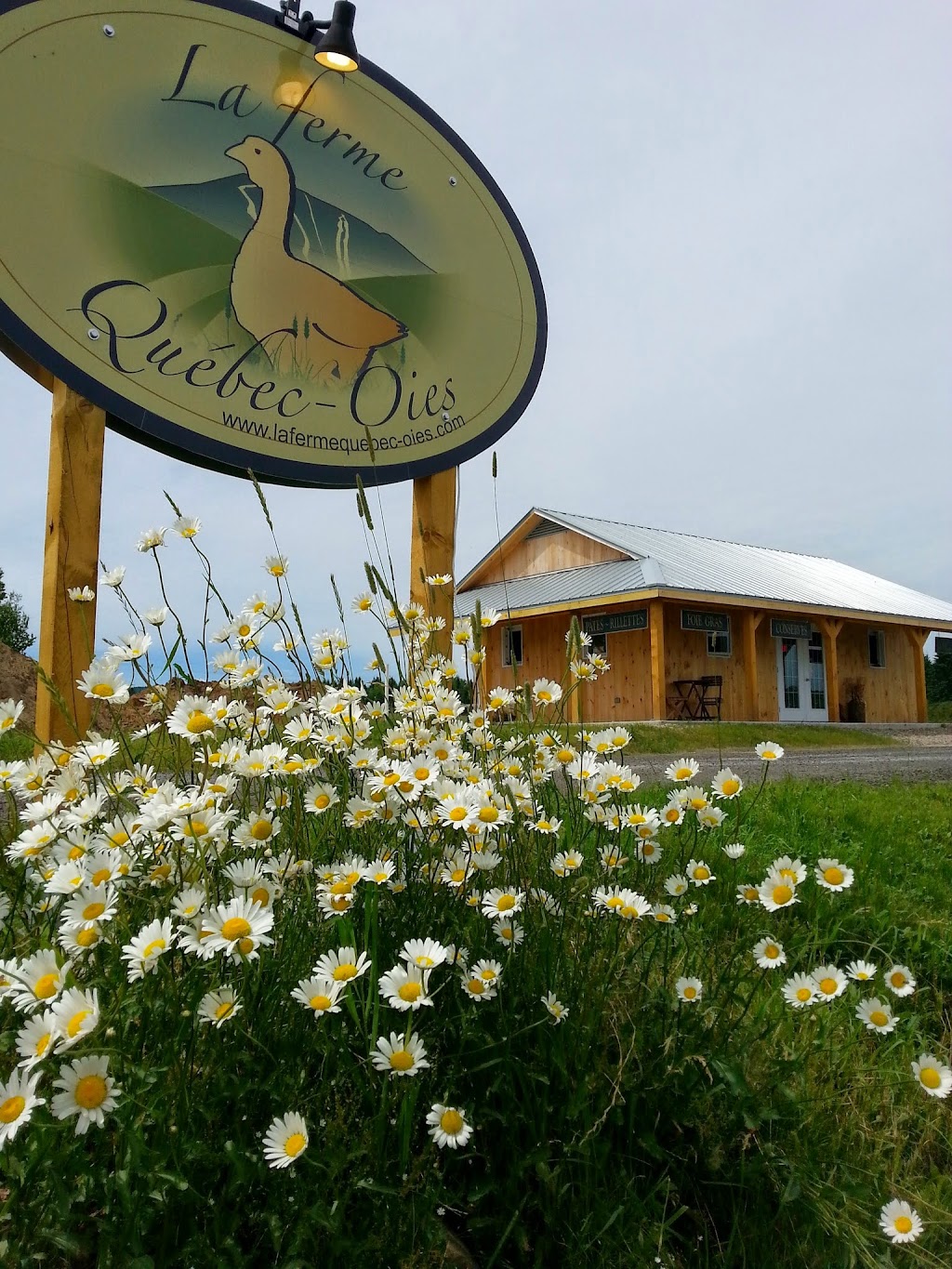 La Ferme Québec-Oies | 484 Av. Royale, Saint-Tite-des-Caps, QC G0A 4J0, Canada | Phone: (418) 808-2426