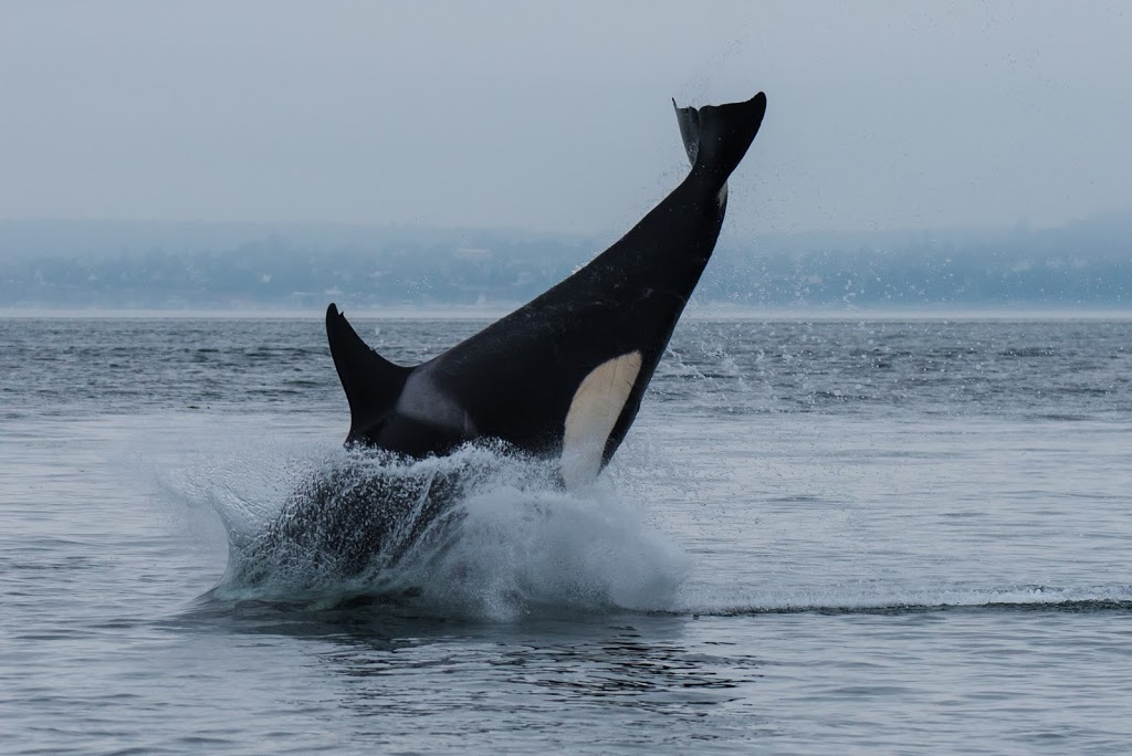 Spirit of Orca Whale Watching & Wildlife Tours | Spring Street Landing, Friday Harbor, WA 98250, USA | Phone: (360) 378-0302