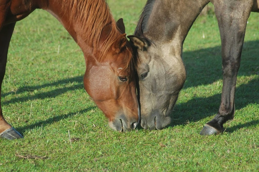 Full Circle Ranch | 44632 Mapleton Line, St. Thomas, ON N5P 3T3, Canada | Phone: (519) 280-0959