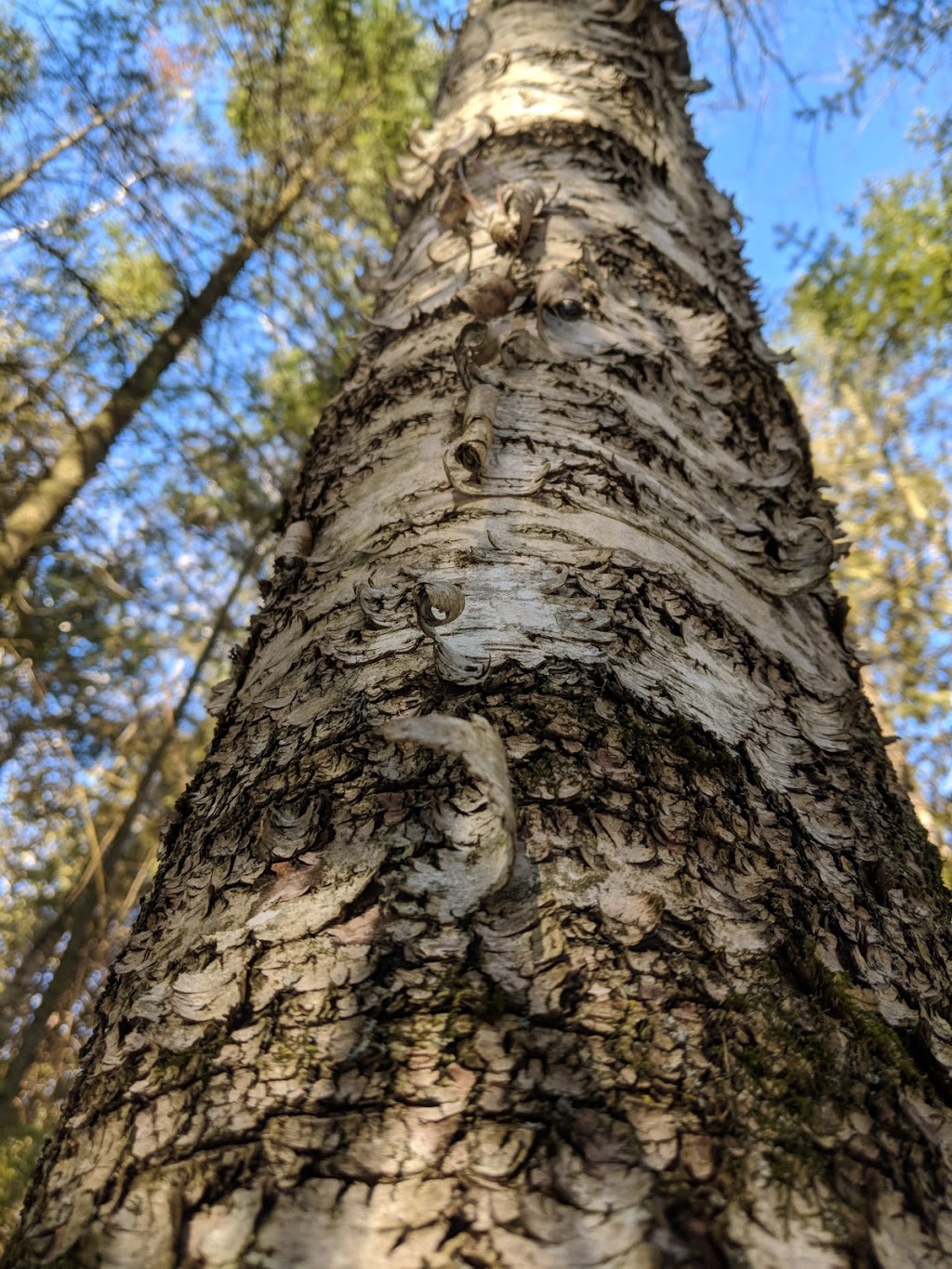 Chattens Creek | Kawartha Lakes, ON K0L 2W0, Canada