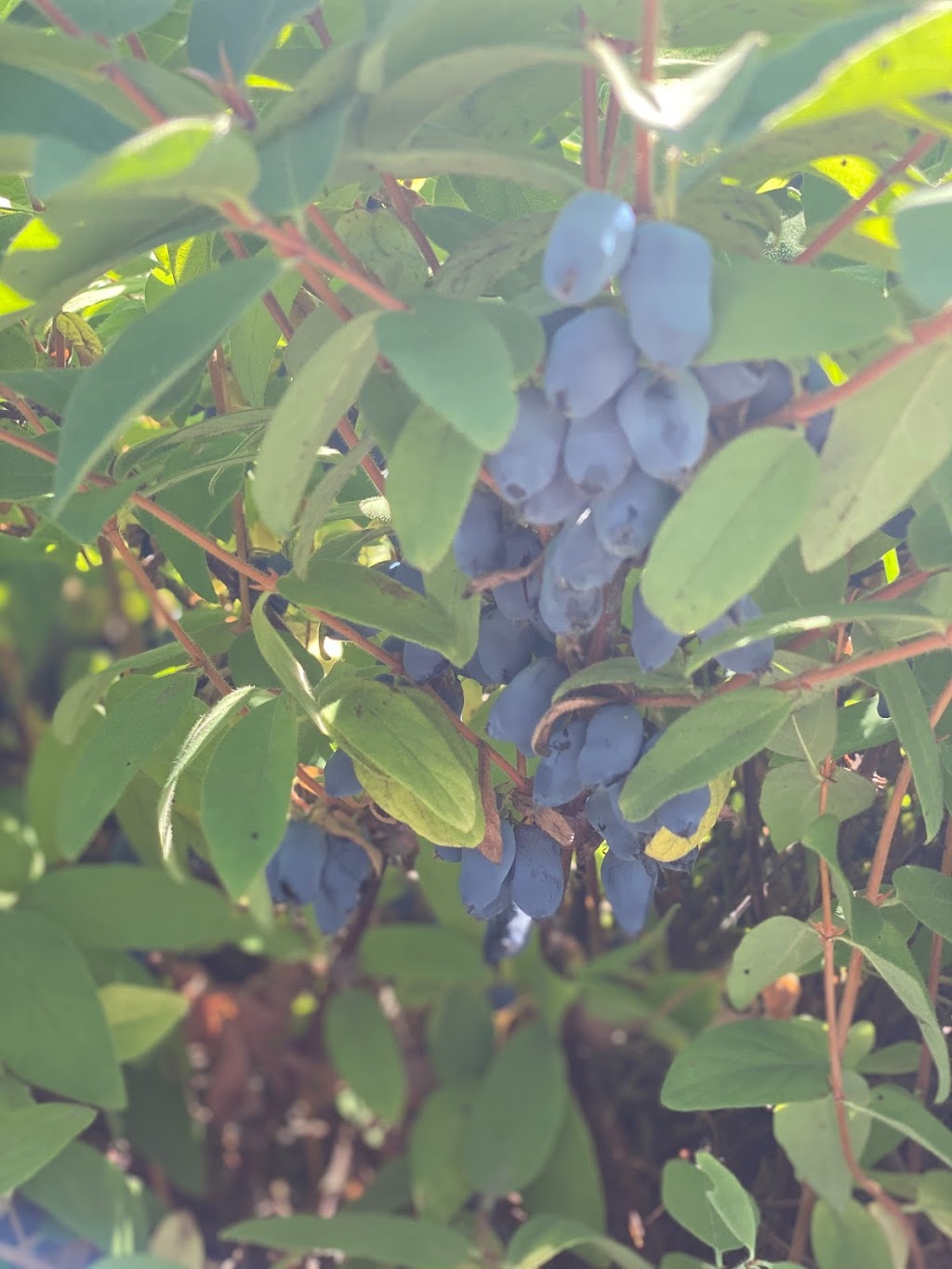 Honeyberry Farm Market | Lake Bay Rd, Heffley Creek, BC V0E 1Z1, Canada | Phone: (250) 578-0781