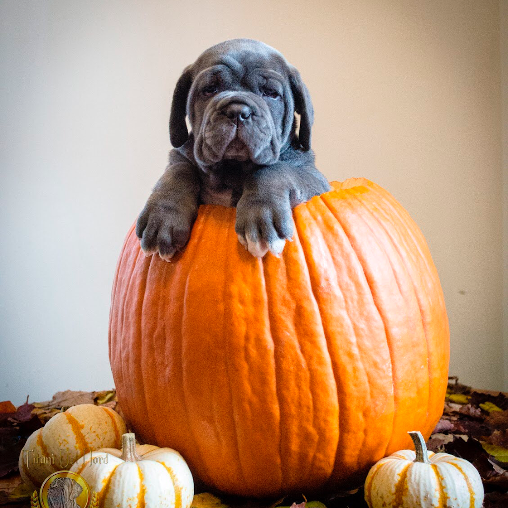 Neapolitan Mastiff Breeder Titani Del Nord | Robert St W, Penetanguishene, ON L9M 1N1, Canada | Phone: (705) 229-7997