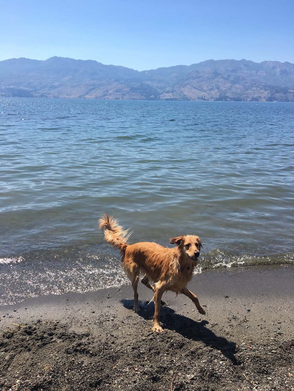 Gellatly Dog Beach | Gellatly Rd, West Kelowna, BC V4T 2K3, Canada | Phone: (250) 768-2712