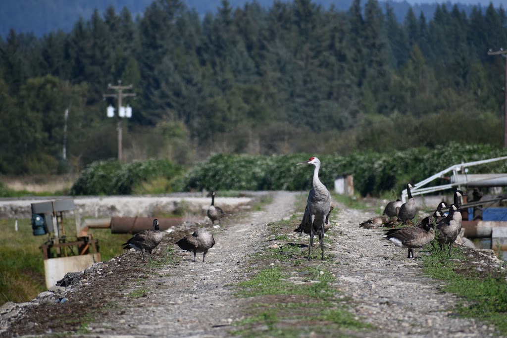 Coast Cranberries Ltd | 21710 Allard Crescent, Langley City, BC V1M 3W1, Canada | Phone: (604) 888-1015