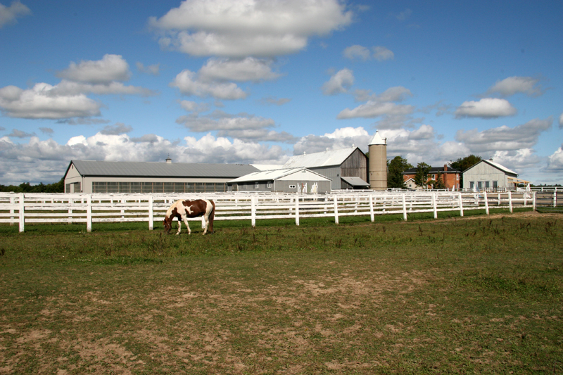 Morning Star Equestrian Farm | 237 Langford Church Rd, Brantford, ON N3T 5L4, Canada | Phone: (519) 865-8523