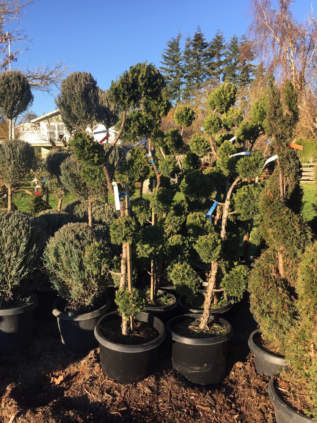 Dinesen Nurseries Ltd | 2110 272 St, Aldergrove, BC V4W 2R1, Canada | Phone: (604) 856-2290