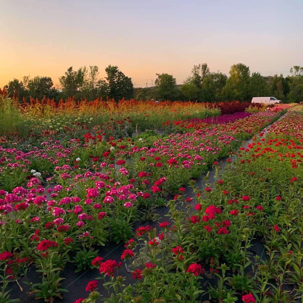 Dahlia May Flower Farm | 1226 Stockdale Rd, Trenton, ON K8V 5P6, Canada | Phone: (613) 403-5055