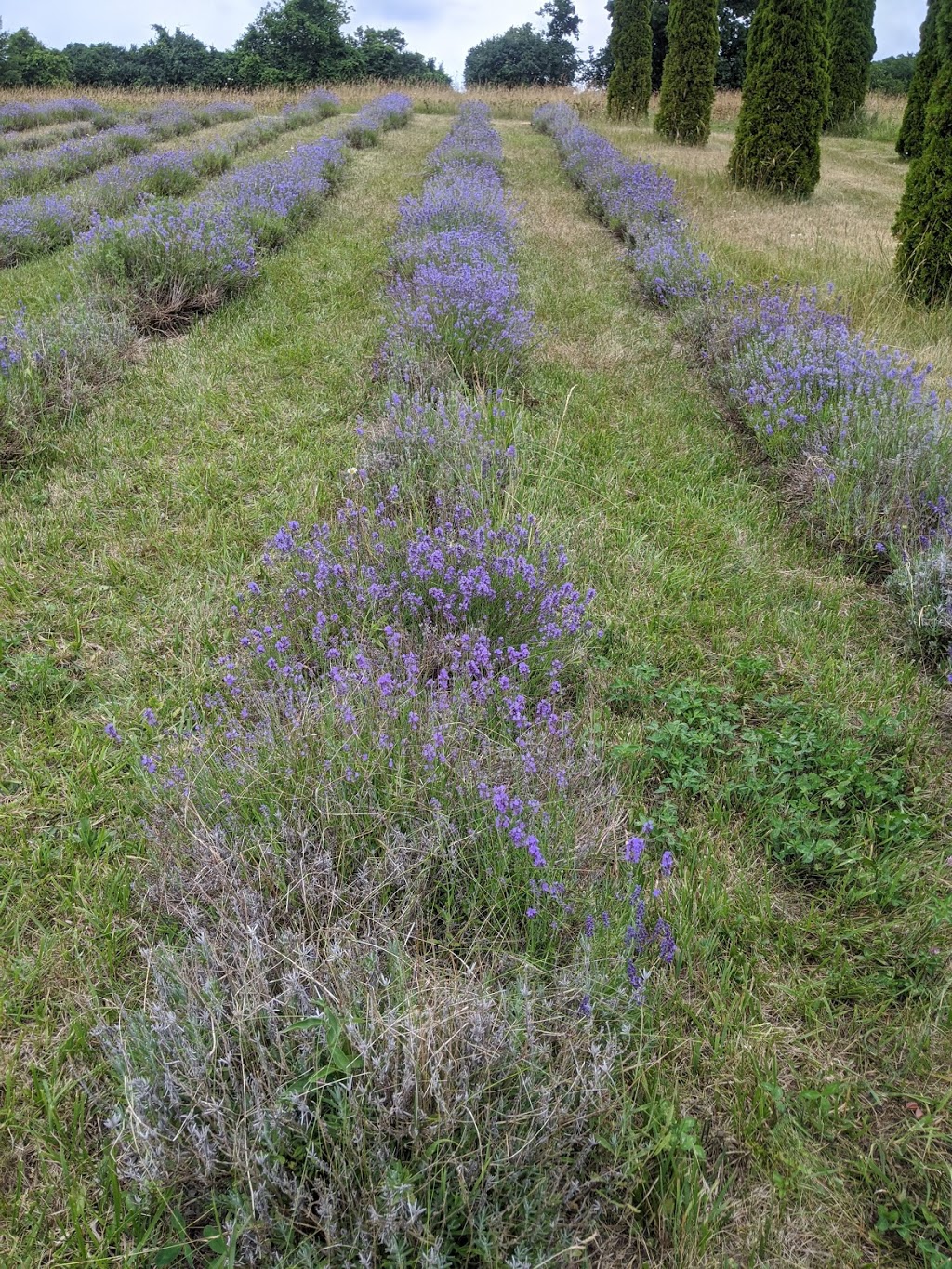 Cuttle Cottage Lavender Farm | 295 Vernonville Rd, Colborne, ON K0K 1S0, Canada | Phone: (905) 355-1984