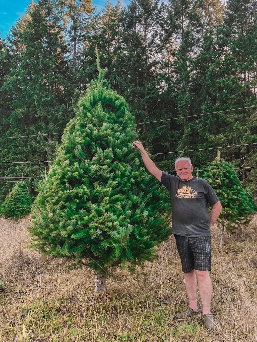 Gogos Christmas Tree Lot | 55 Pryde Ave, Nanaimo, BC V9S 4R5, Canada | Phone: (250) 816-8373