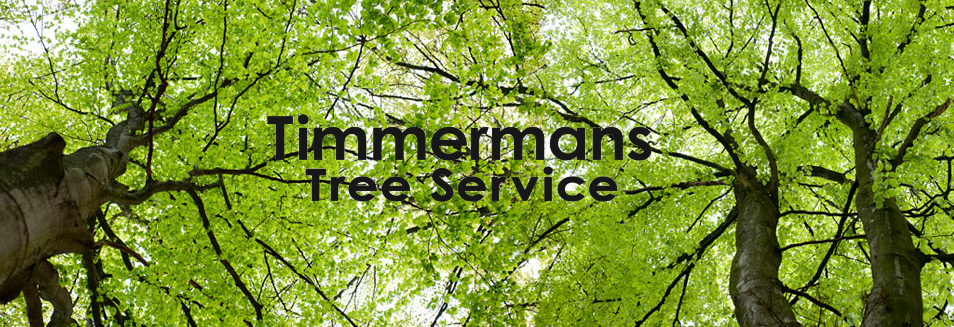 Timmermans Tree Service | 1900 Interprovincial Hwy, Abbotsford, BC V3G 2H7, Canada | Phone: (604) 504-5381