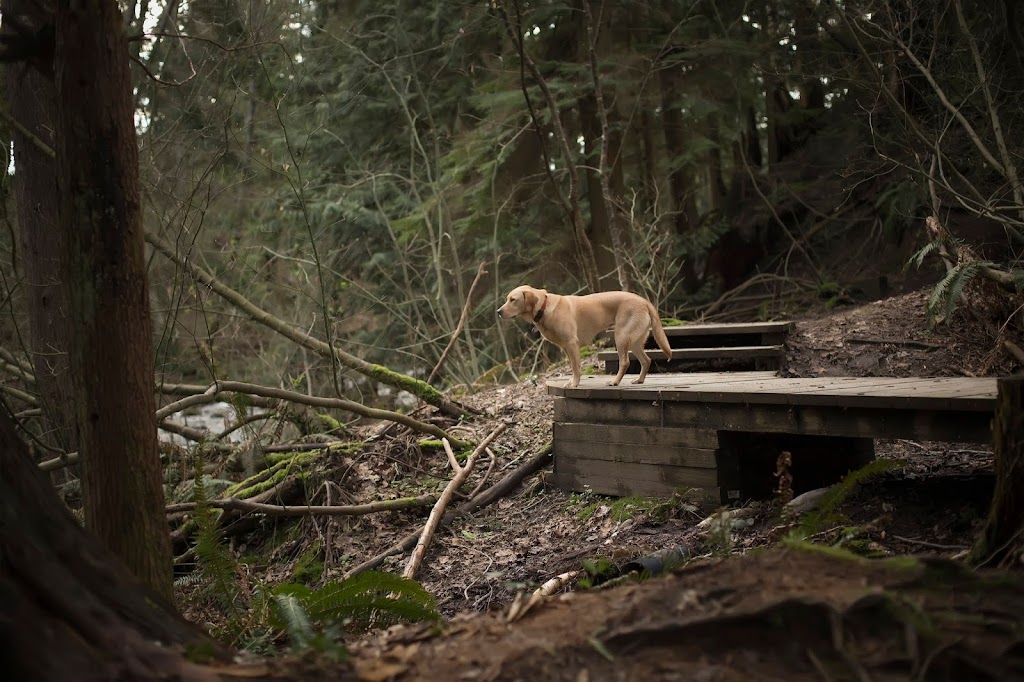 Muddy Love Pet Photography | 1441 Briarlynn Crescent, North Vancouver, BC V7J 3G4, Canada | Phone: (604) 999-8468