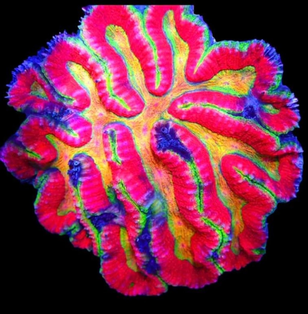 Coral Reefs & Aquariums | 20 Davenrich Ct, Brampton, ON L6Z 1N6, Canada | Phone: (905) 794-2224