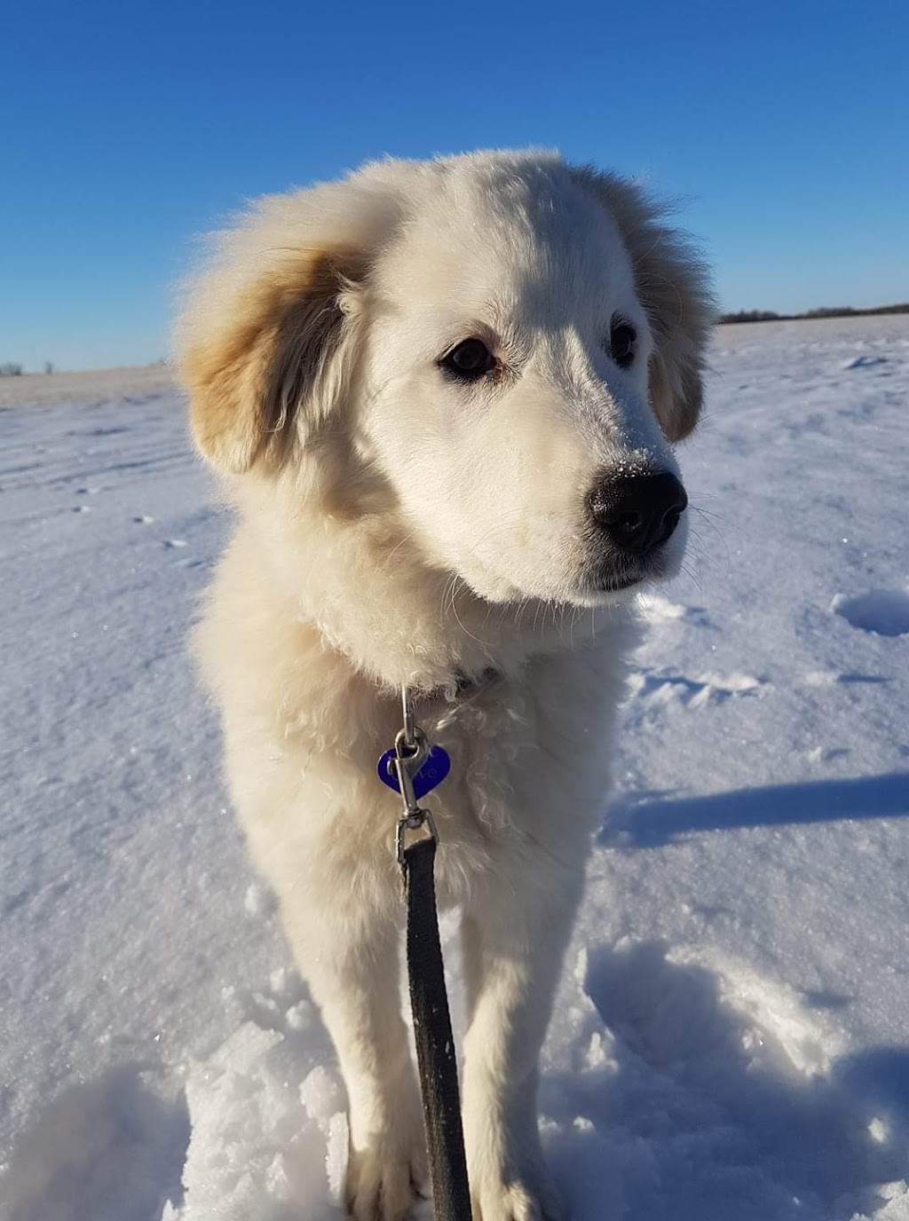 Sturgeon County Kennels | 56124 RR 241, AB T0A 0K4, Canada | Phone: (780) 921-3336