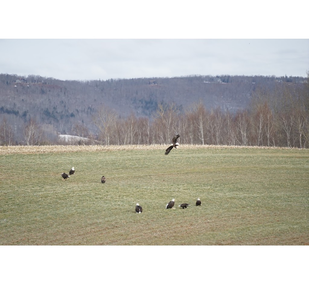 Sheffield Mills Eagle Watch -Eagle viewing site | 1770 Middle Dyke Rd, Centreville, NS B0P 1J0, Canada | Phone: (902) 582-1708