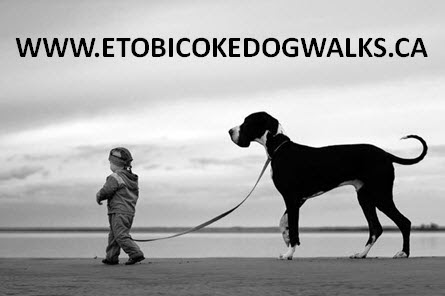 Etobicoke Dog Walks | 129 Edgecroft Rd, Etobicoke, ON M8Z 2C2, Canada | Phone: (416) 450-8986