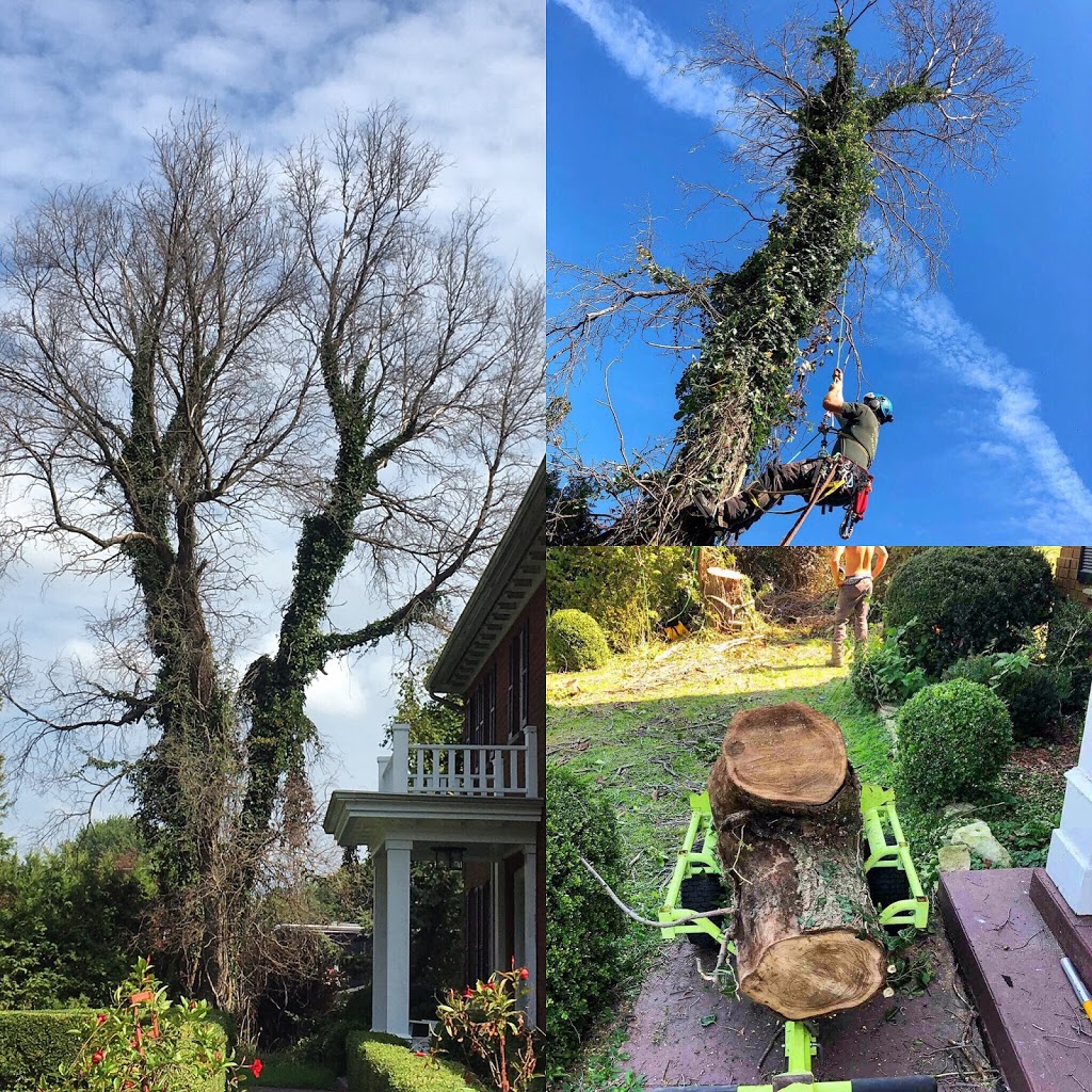 Arbor Borealis tree service | 136 Richardson Dr, Port Dover, ON N0A 1N4, Canada | Phone: (519) 909-9413