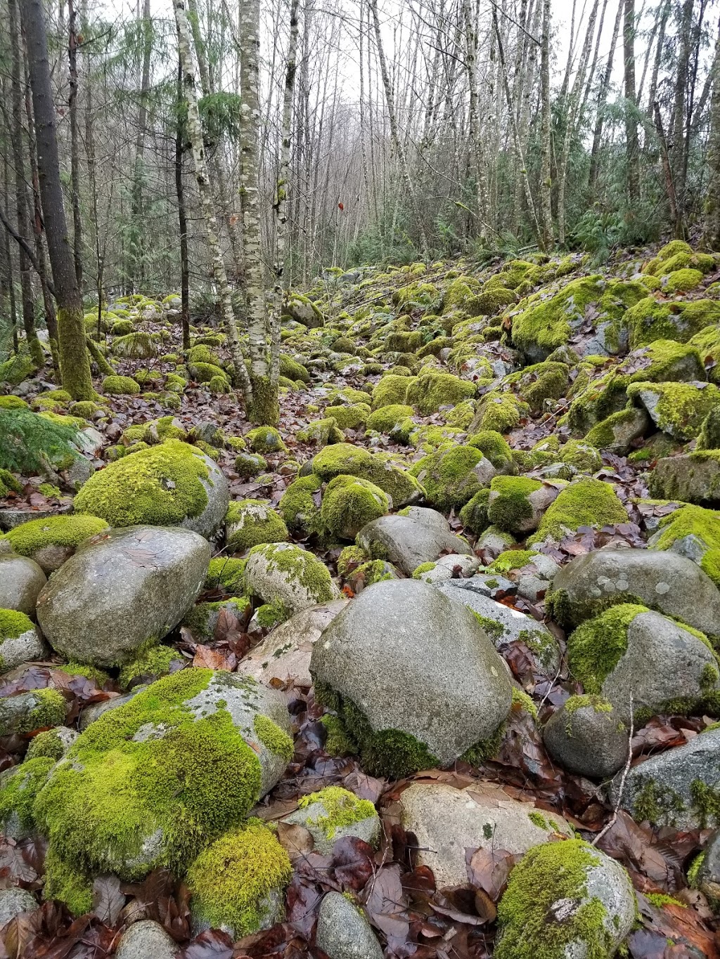 Seymour Valley Trail | Seymour Valley Trailway, North Vancouver, BC V7K 3B2, Canada