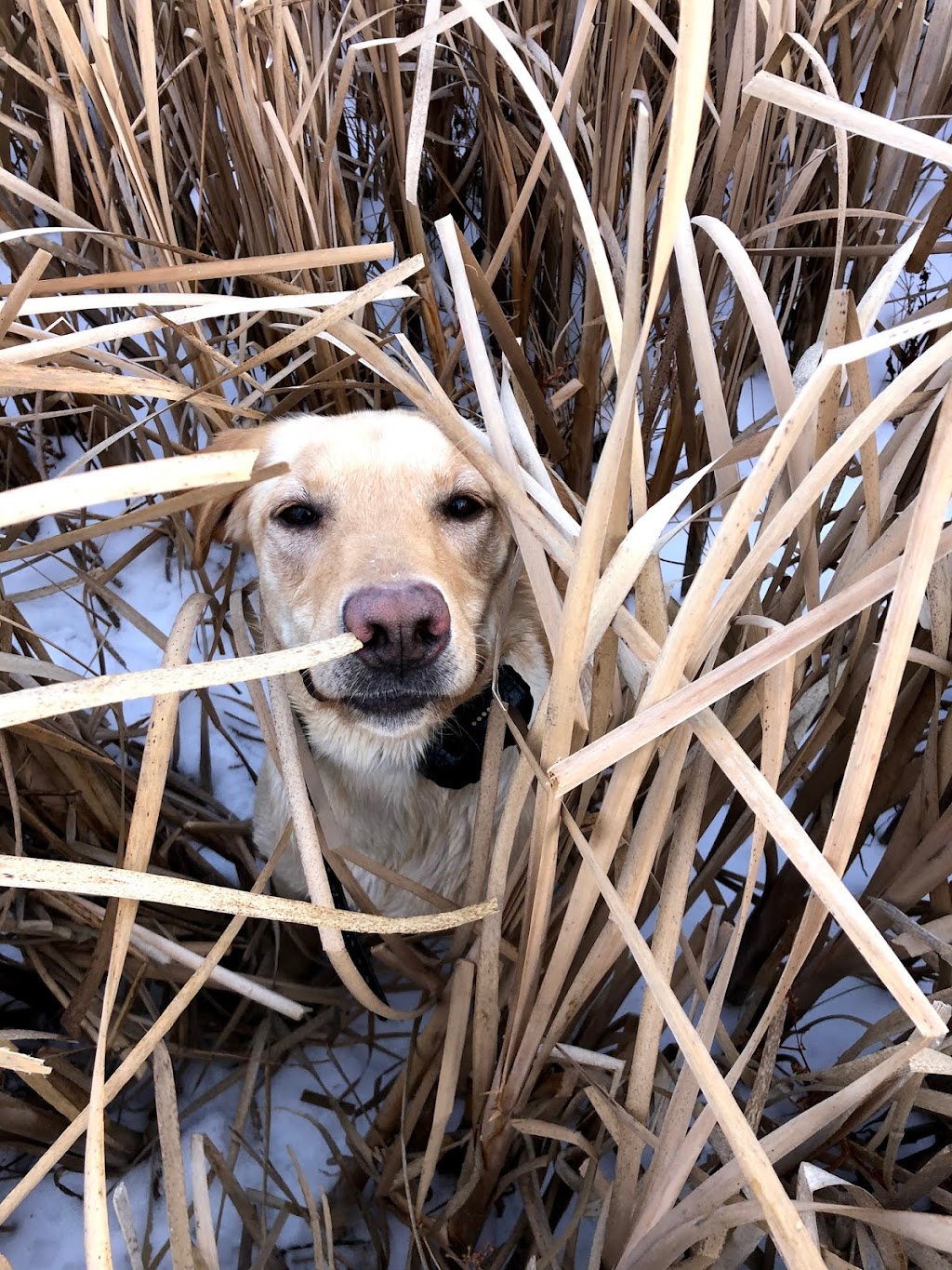 Ringneck Kennels | #245006 George Freeman Trail, Strathmore, AB T1P 1K5, Canada | Phone: (403) 934-2377