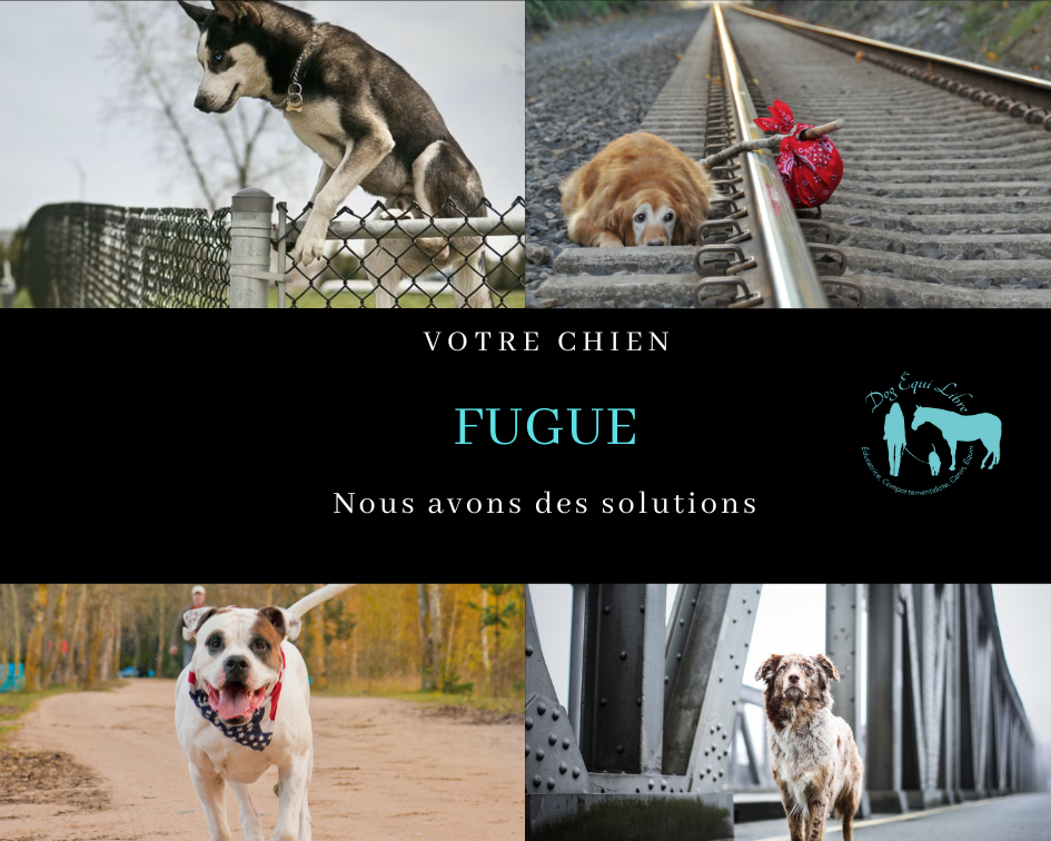 Dog Equi-libre | 4570 Rue Langlois, Rawdon, QC J0K 1S0, Canada | Phone: (450) 917-4883